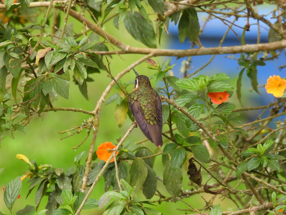 Speckled Hummingbird - ML641895867