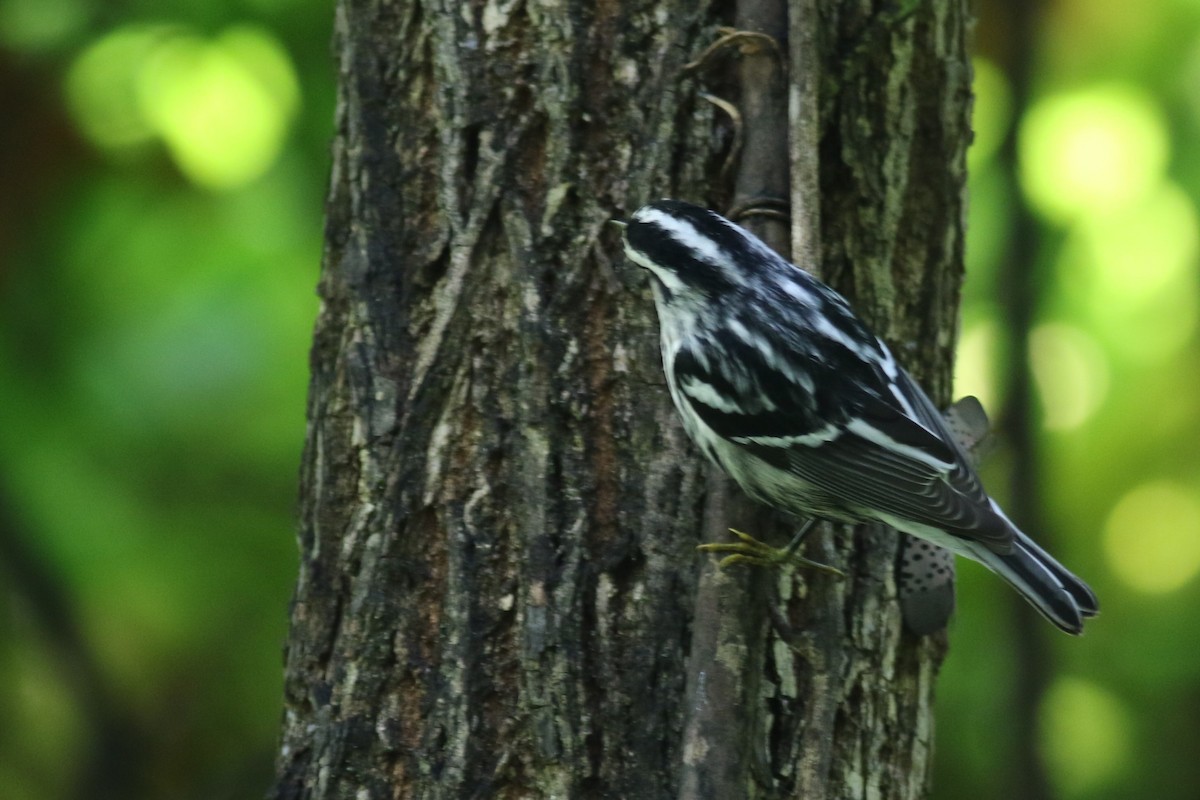 Black-and-white Warbler - ML641895871