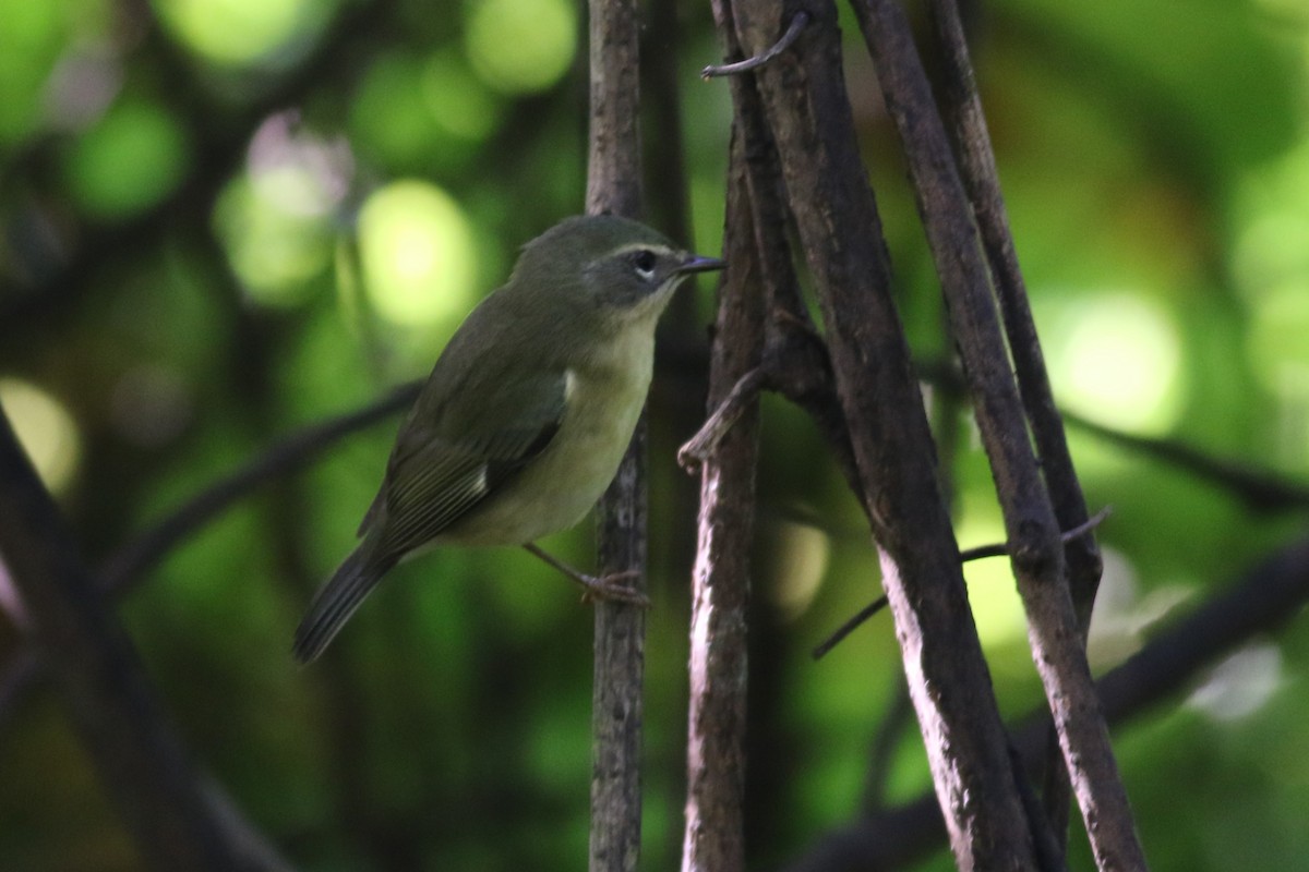 Black-throated Blue Warbler - ML641895874