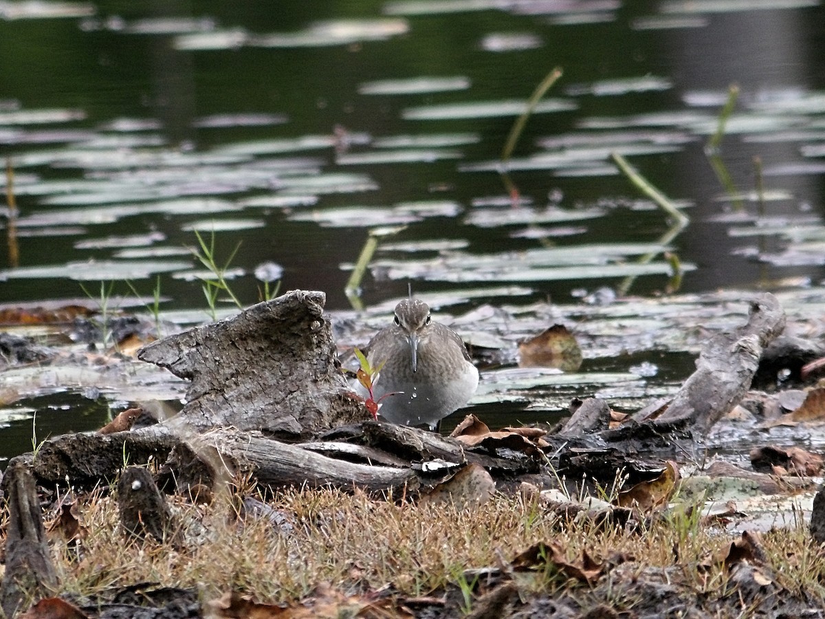 Solitary Sandpiper - ML641895880