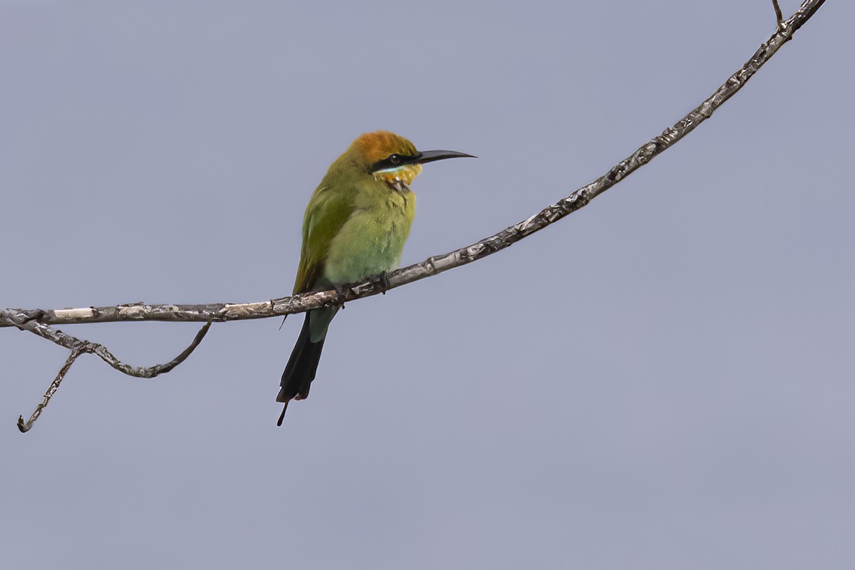 Rainbow Bee-eater - ML641895881