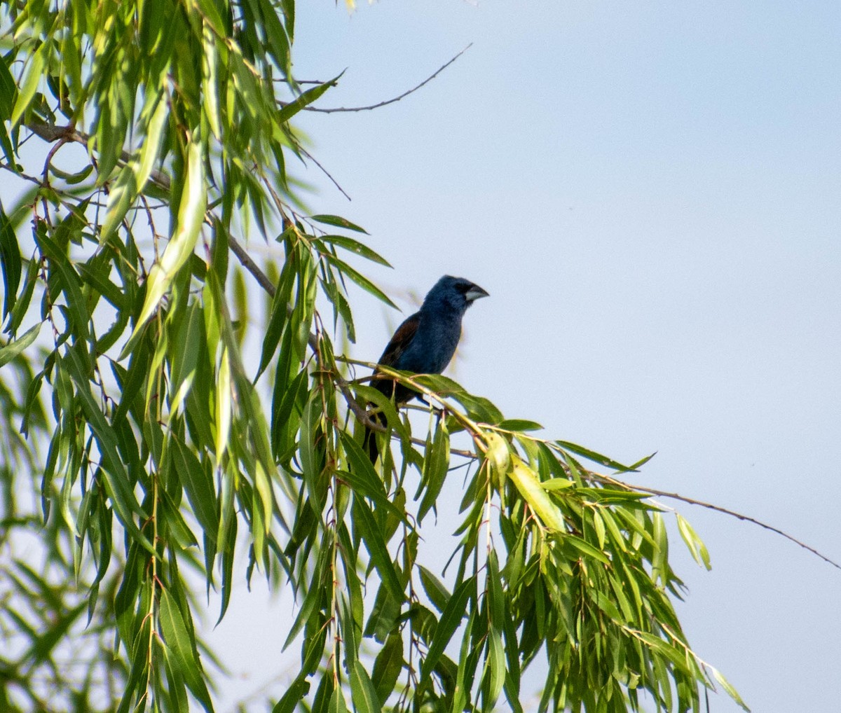 Blue Grosbeak - ML641895882