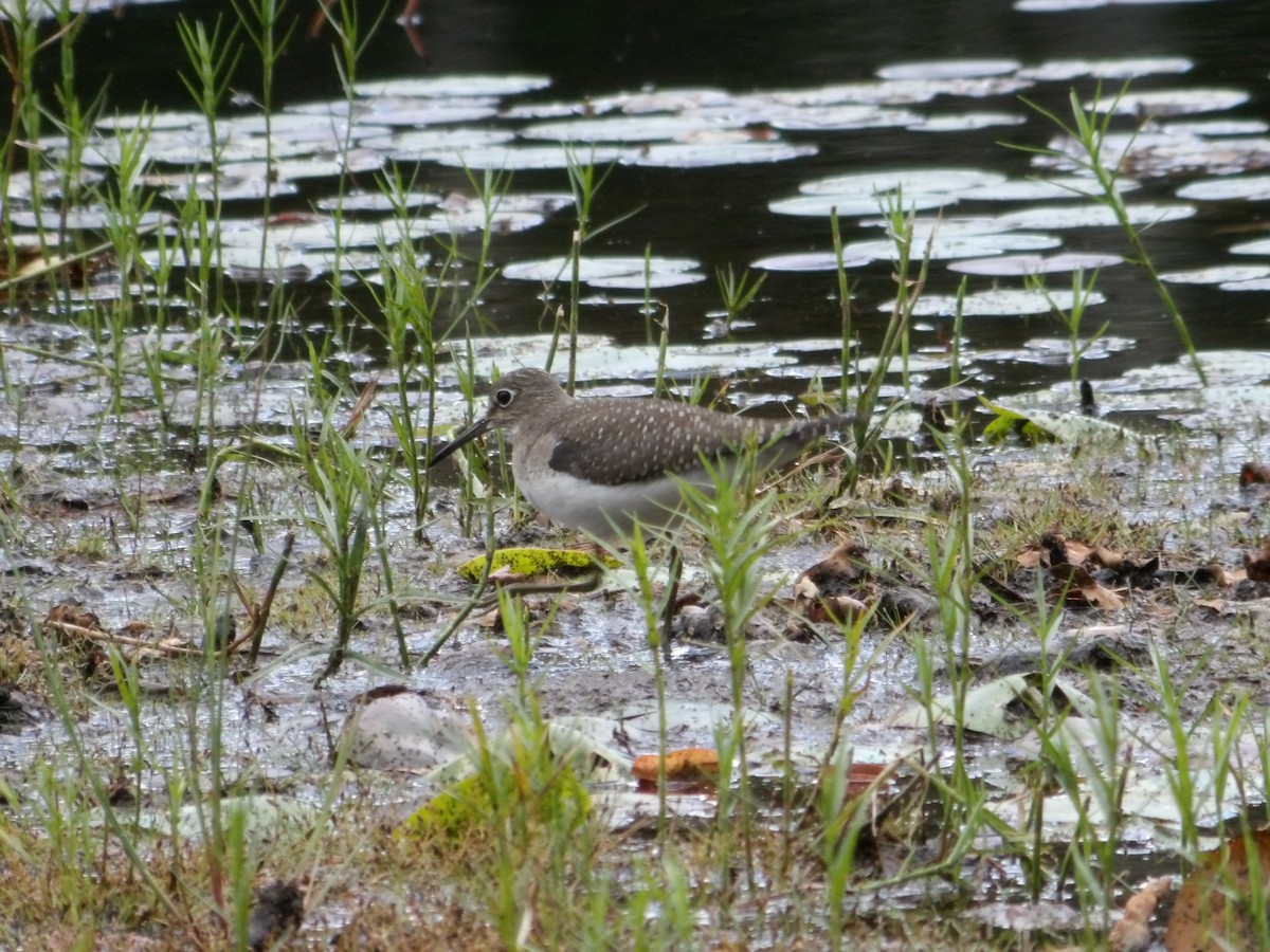 Solitary Sandpiper - ML641895886