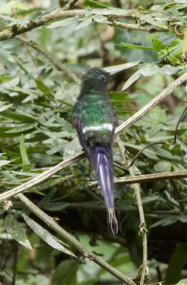 Green Thorntail - ML641895889