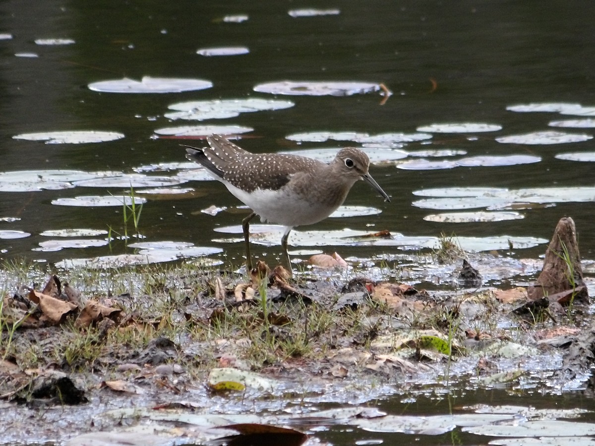 Solitary Sandpiper - ML641895890