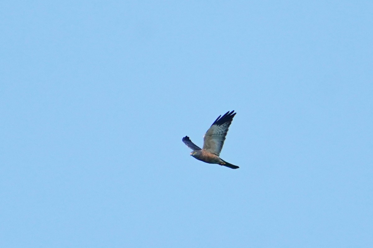 Chinese Sparrowhawk - ML641895898