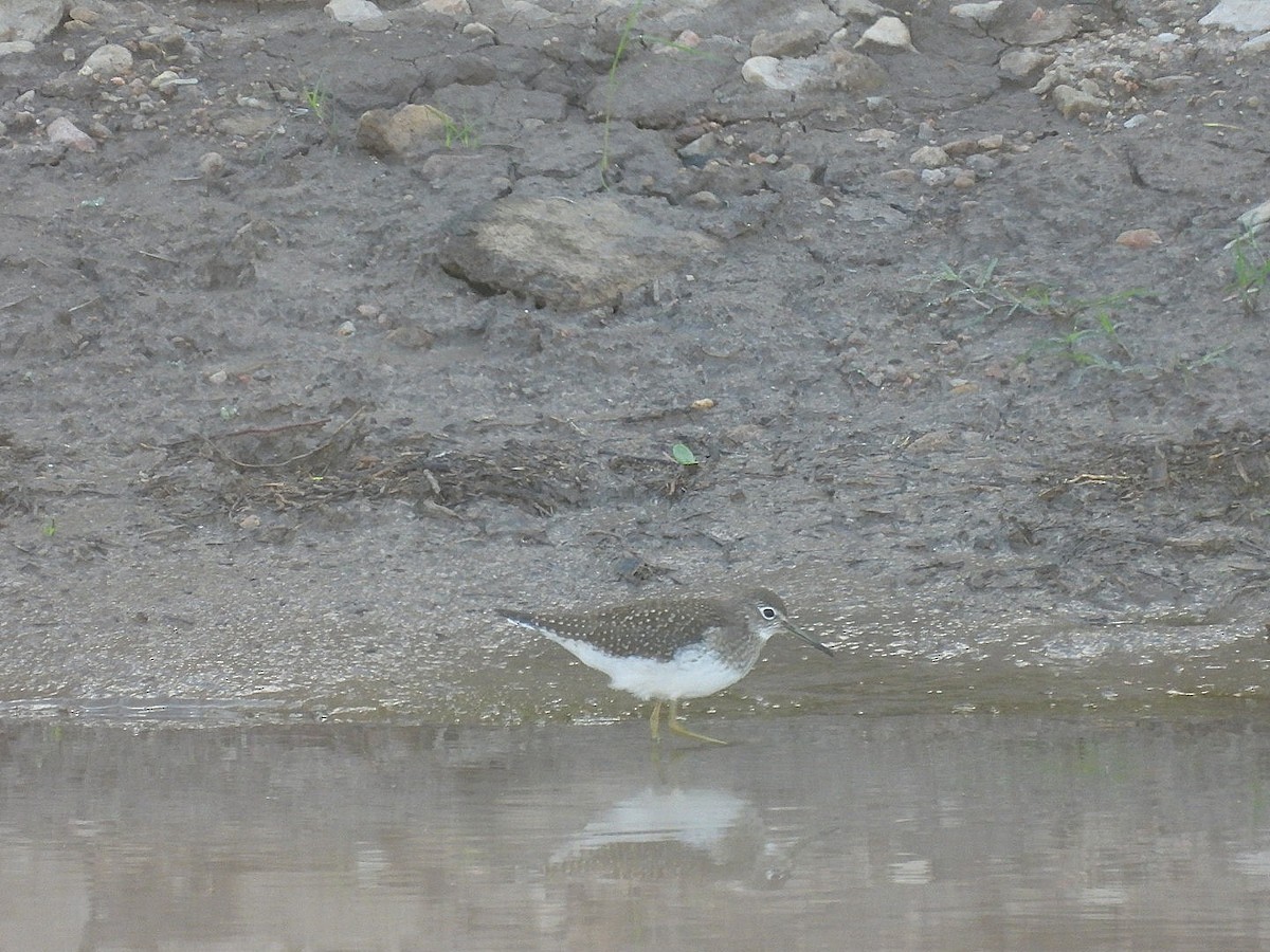 Solitary Sandpiper - ML641895921