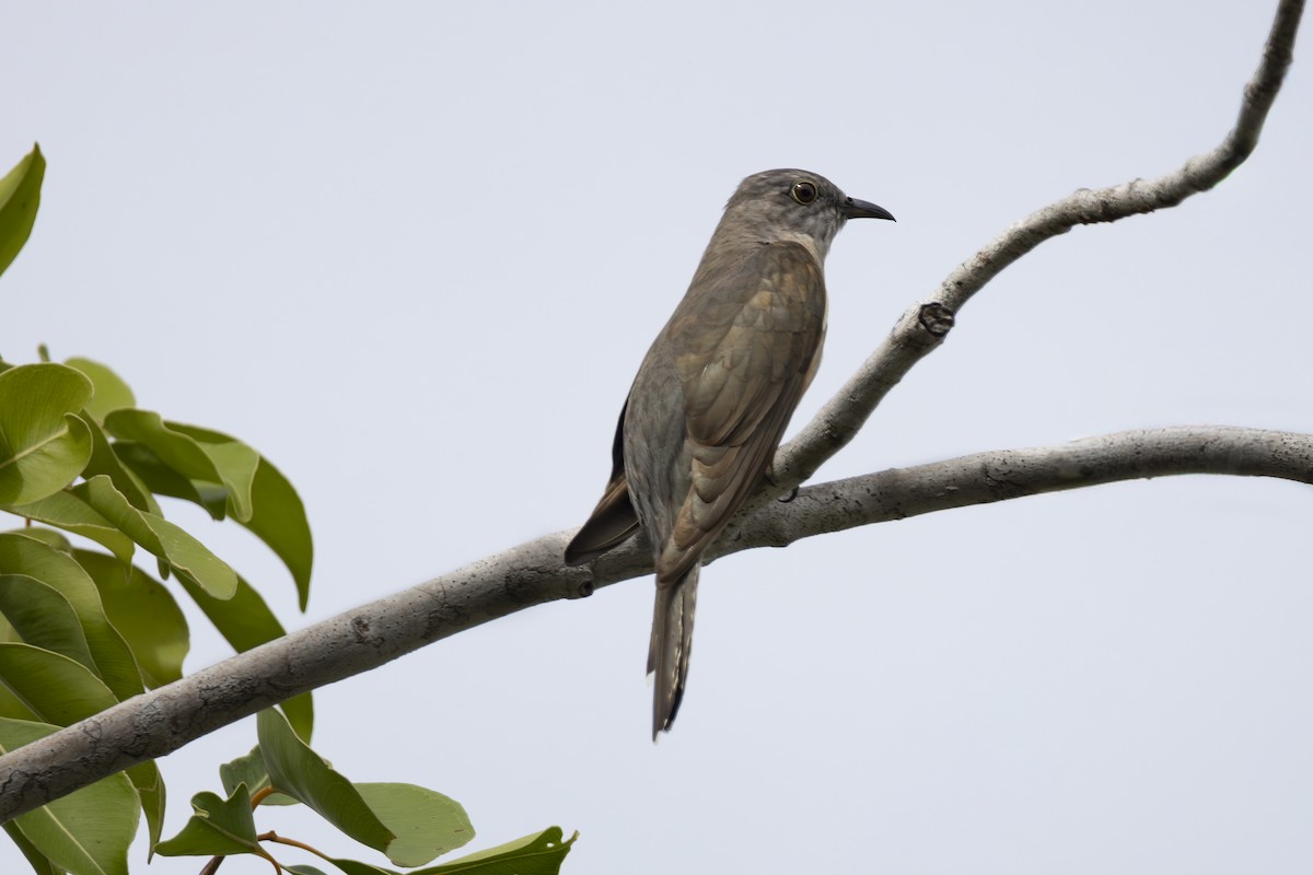 Sahul Brush Cuckoo - ML641895924