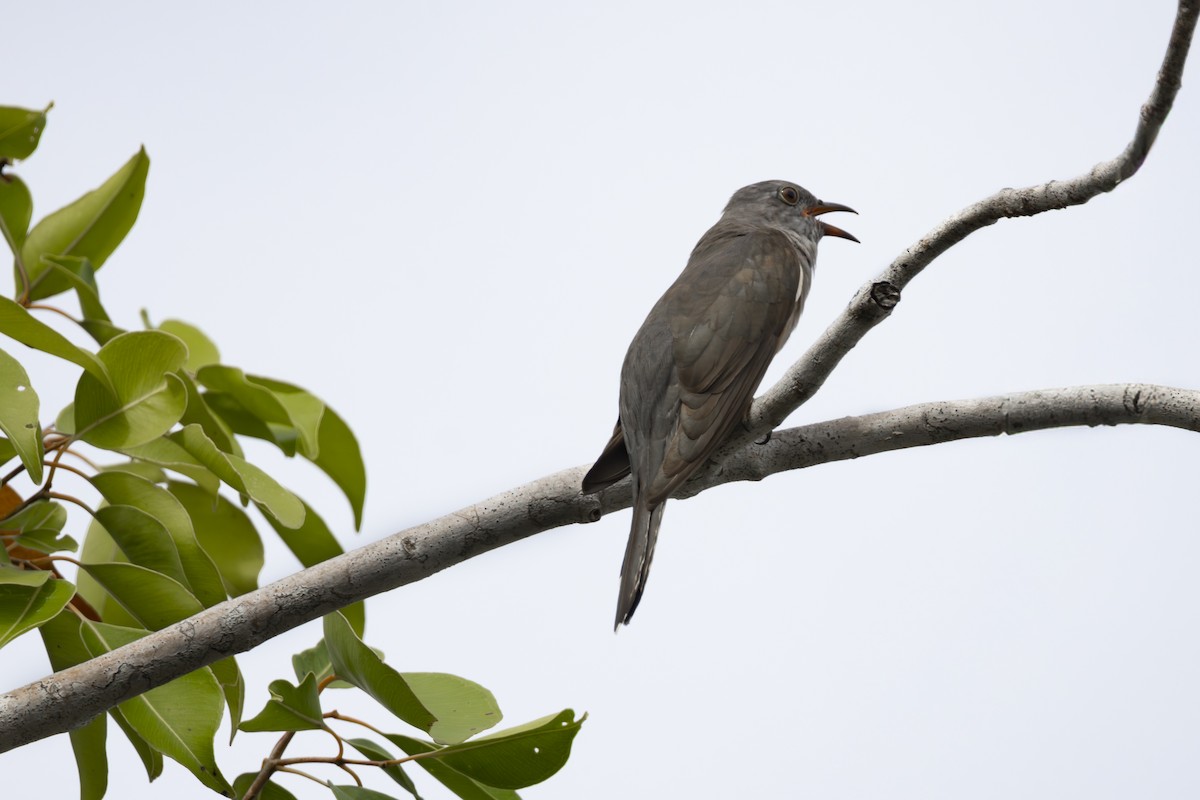 Sahul Brush Cuckoo - ML641895925