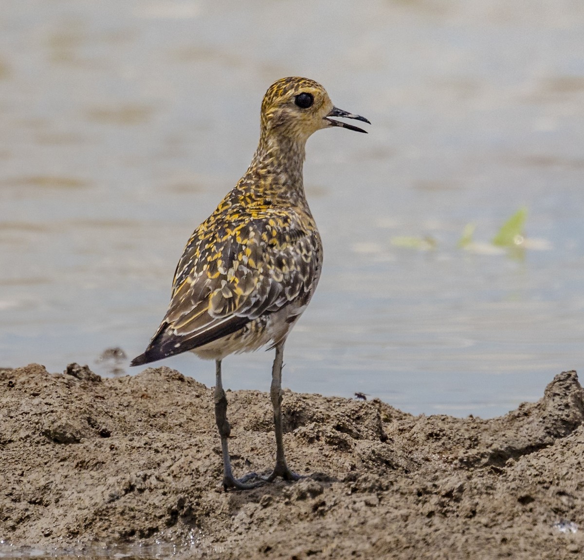 Pacific Golden-Plover - ML641895927