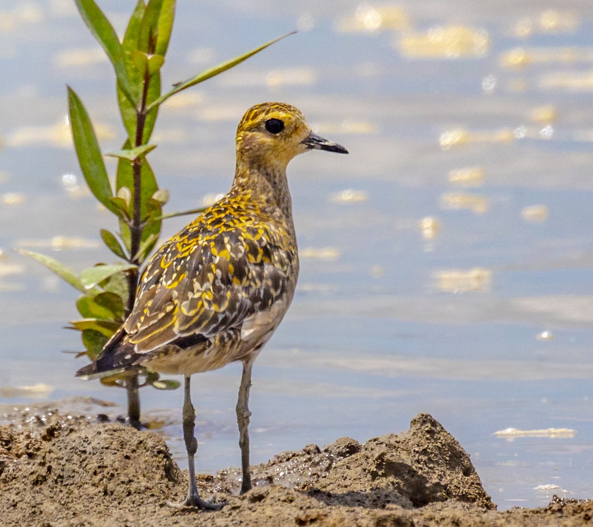 Pacific Golden-Plover - ML641895935