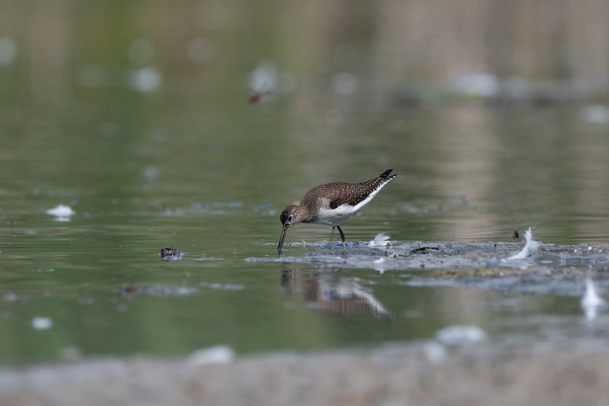 Solitary Sandpiper - ML641895945