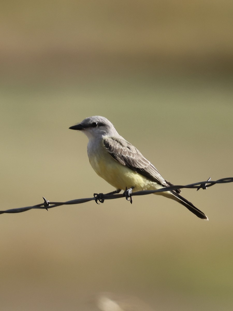 Western Kingbird - ML641895948