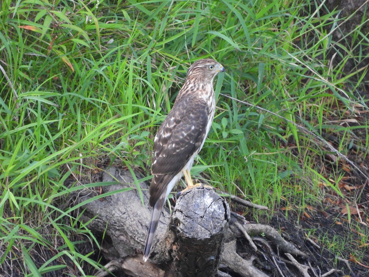Cooper's Hawk - ML641895980