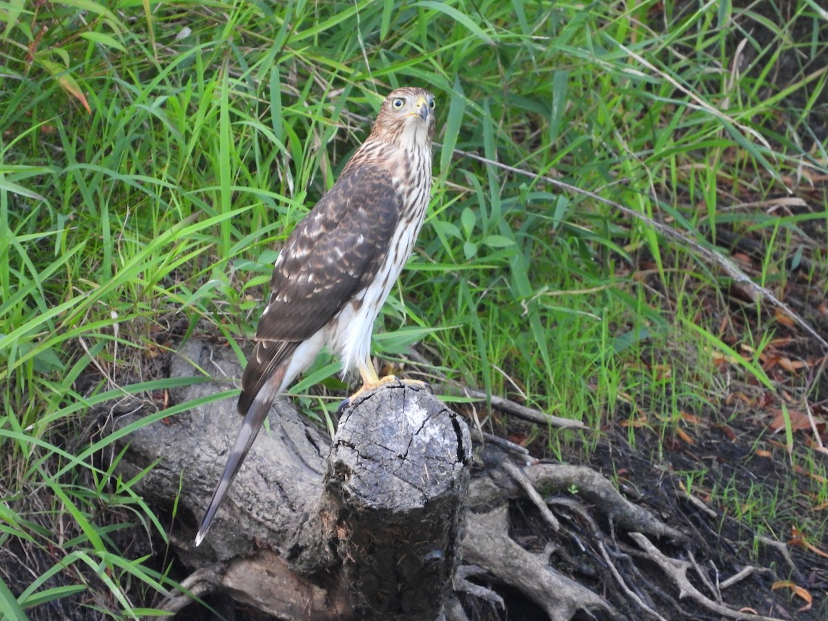 Cooper's Hawk - ML641895981
