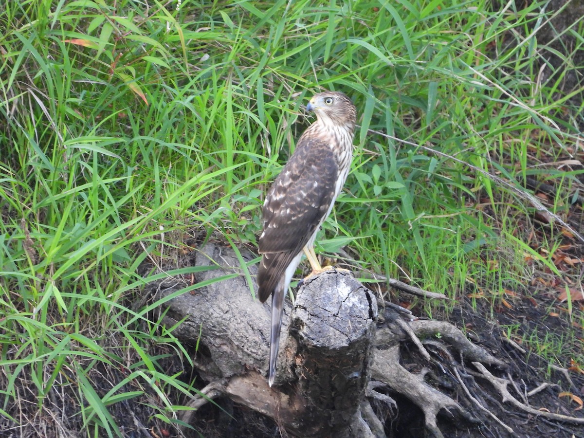 Cooper's Hawk - ML641895982