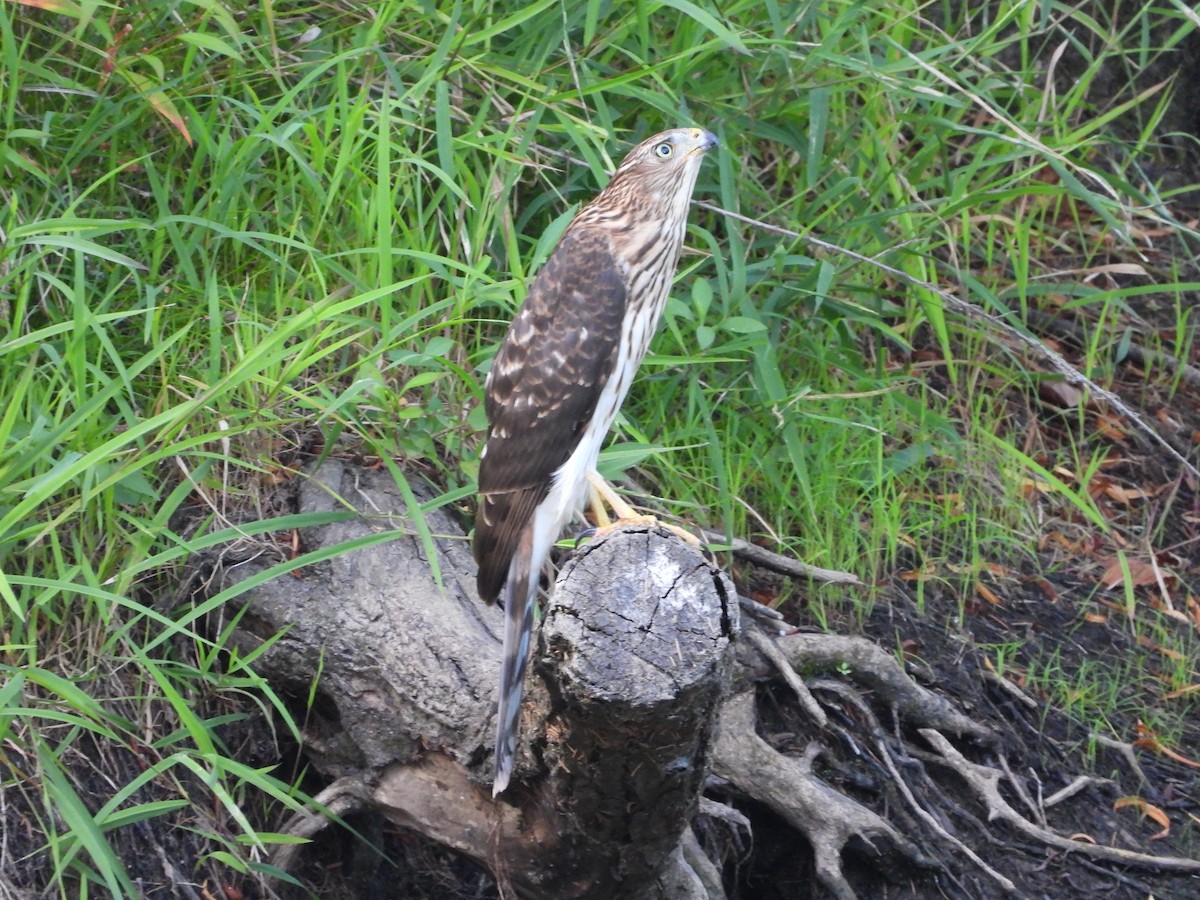 Cooper's Hawk - ML641895983