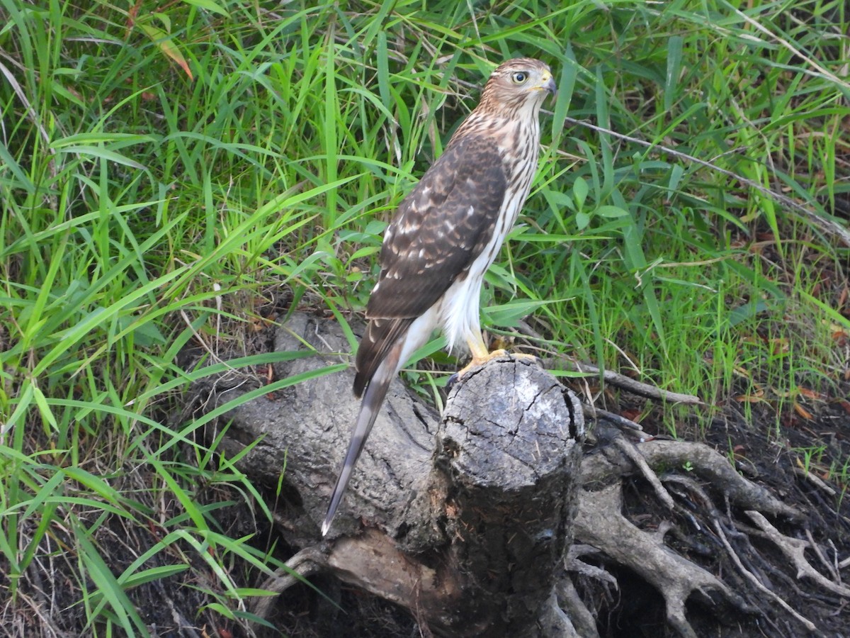 Cooper's Hawk - ML641895984