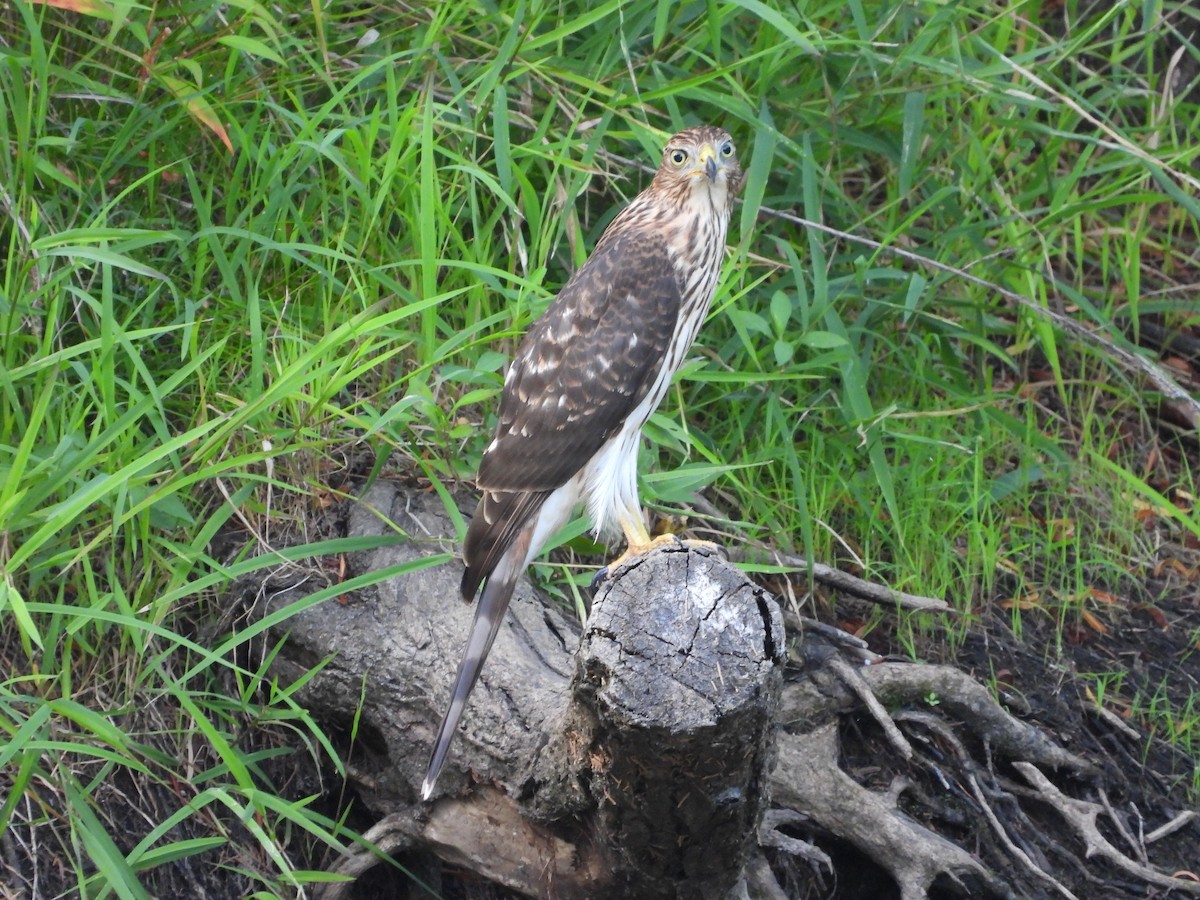 Cooper's Hawk - ML641895985