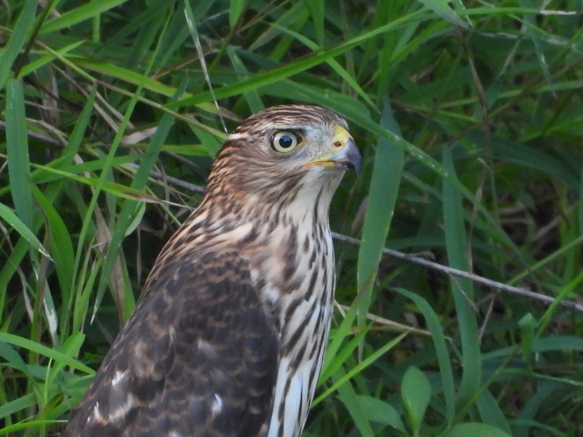 Cooper's Hawk - ML641895986