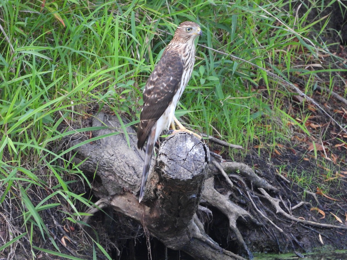 Cooper's Hawk - ML641895987
