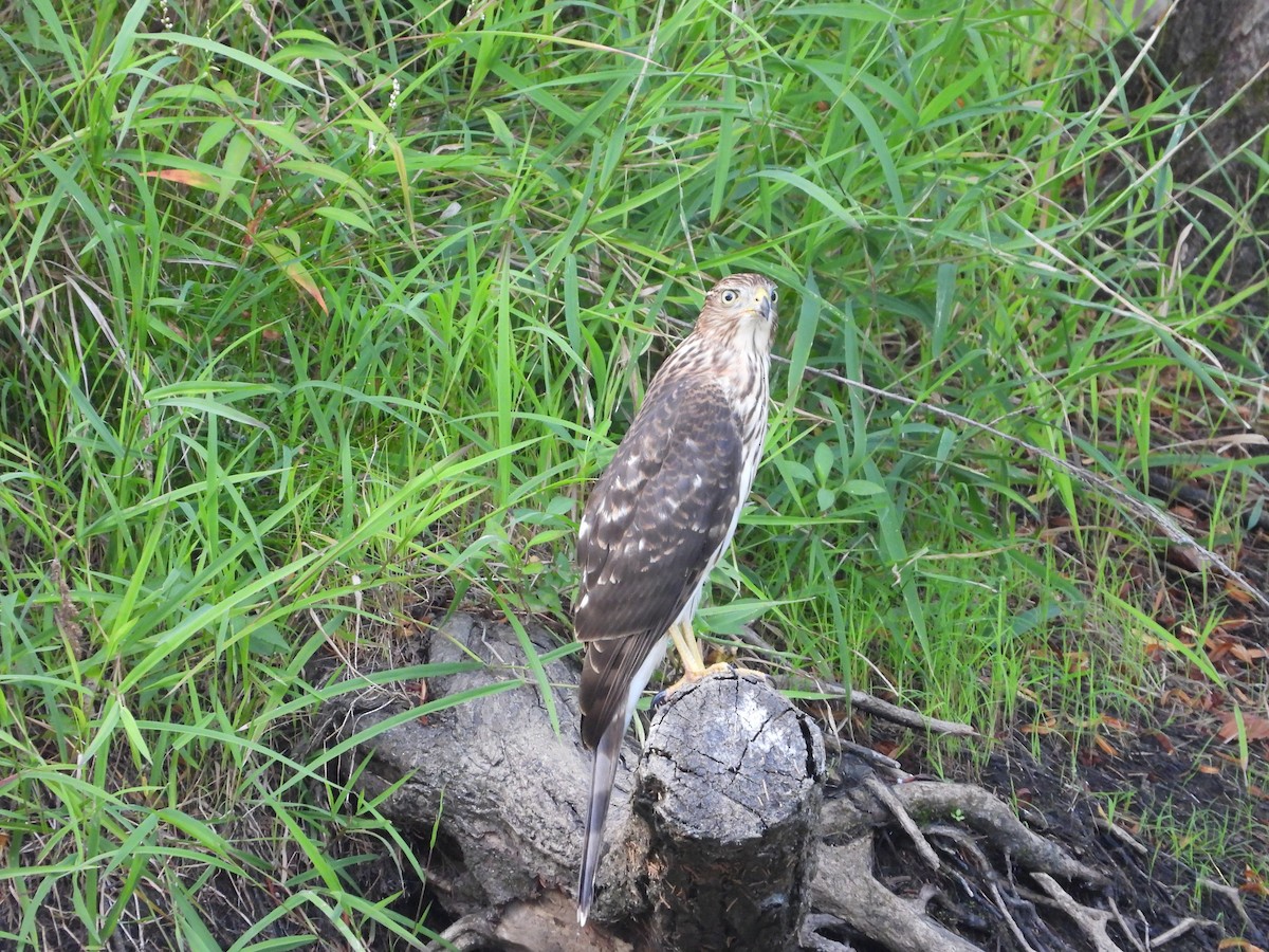 Cooper's Hawk - ML641895988