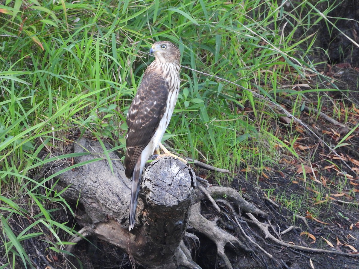 Cooper's Hawk - ML641895989
