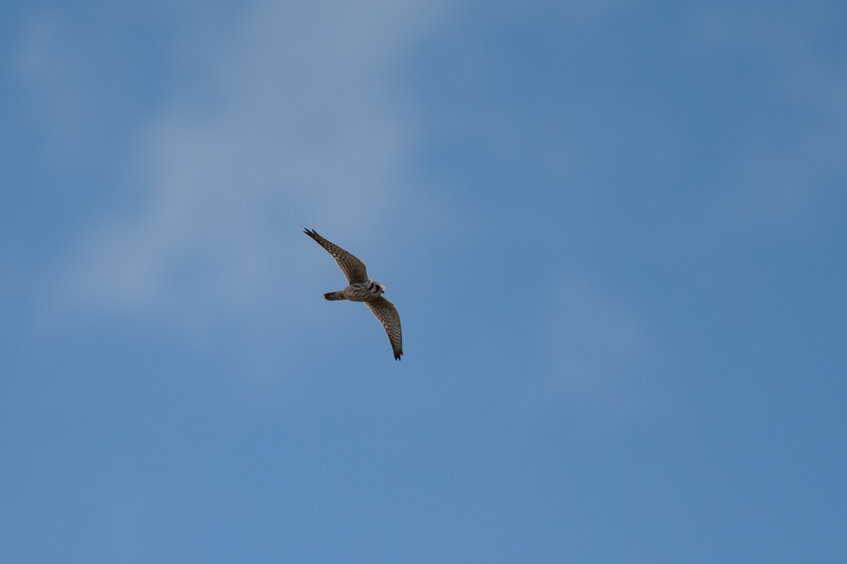 American Kestrel - ML641895994