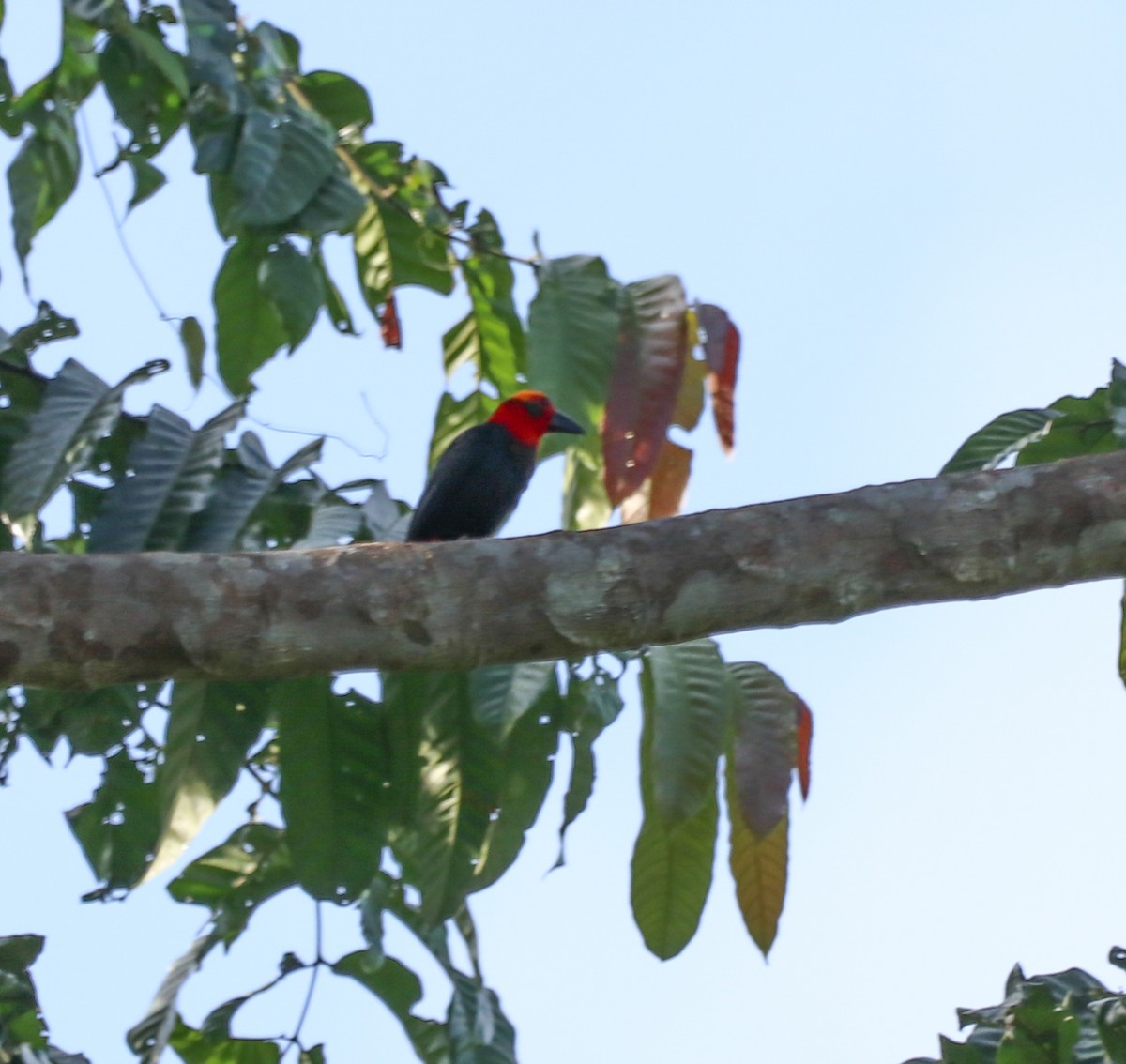 Bornean Bristlehead - ML641896012