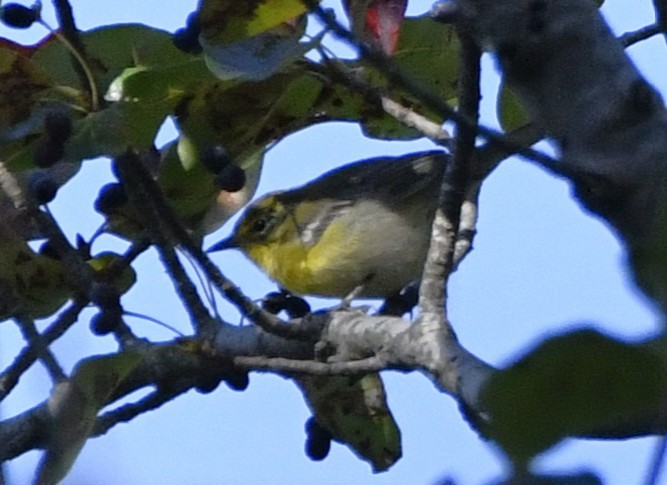 Kiefernwaldsänger - ML641896027