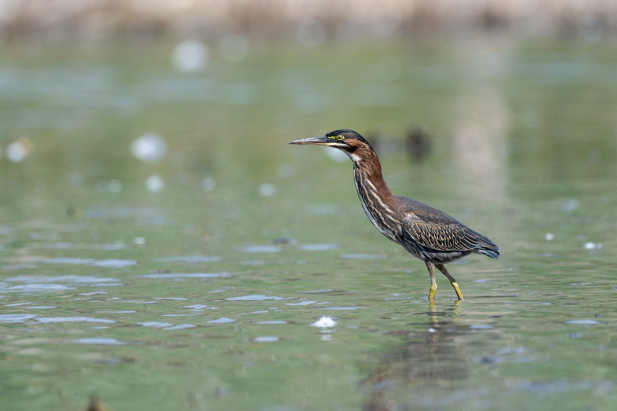 Green Heron - ML641896033