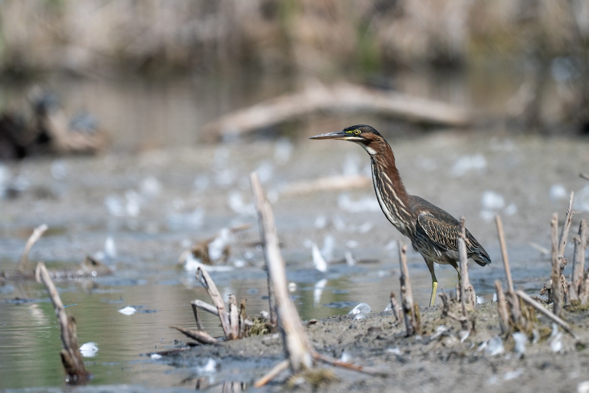 Green Heron - ML641896034
