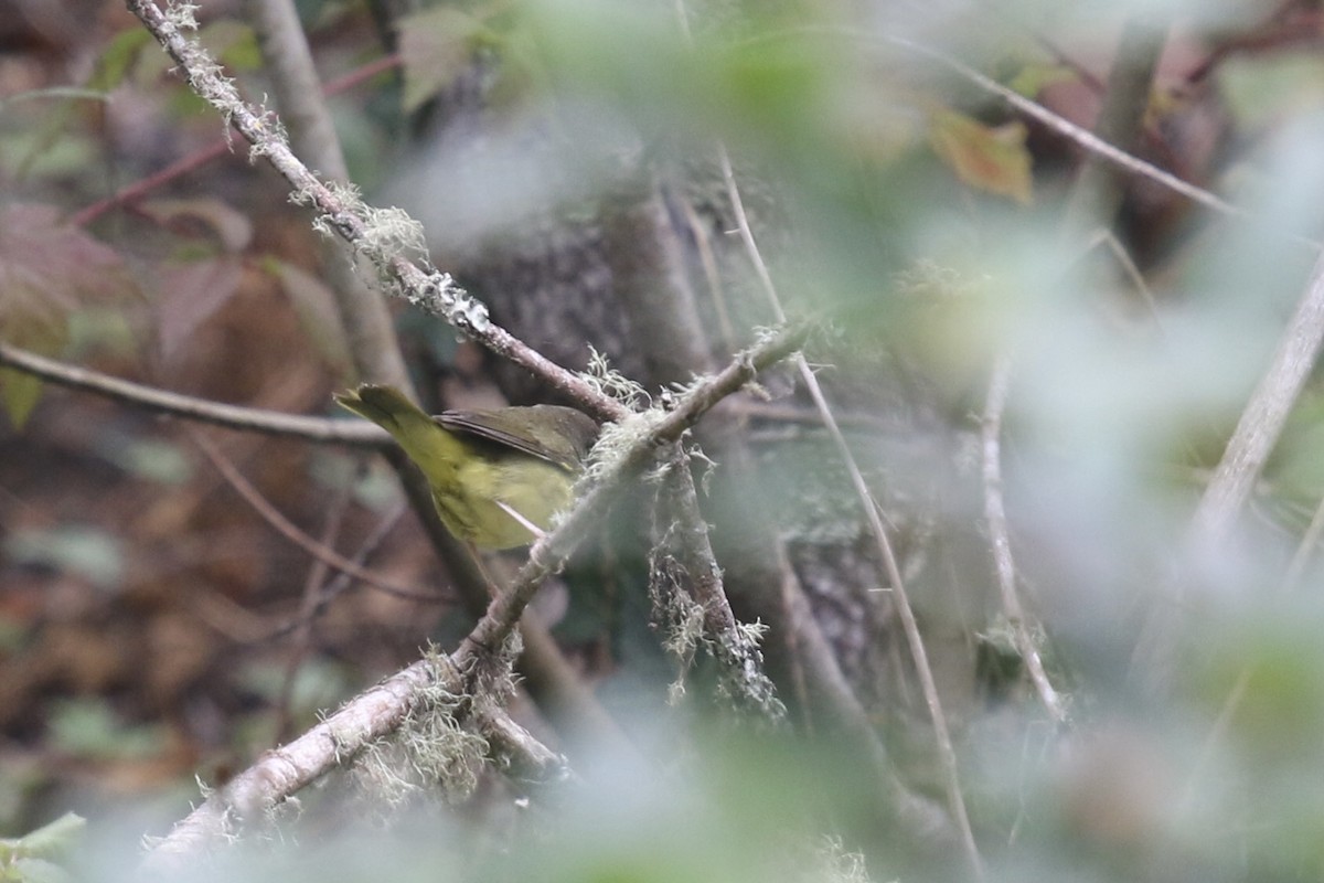 Mourning Warbler - ML641896035