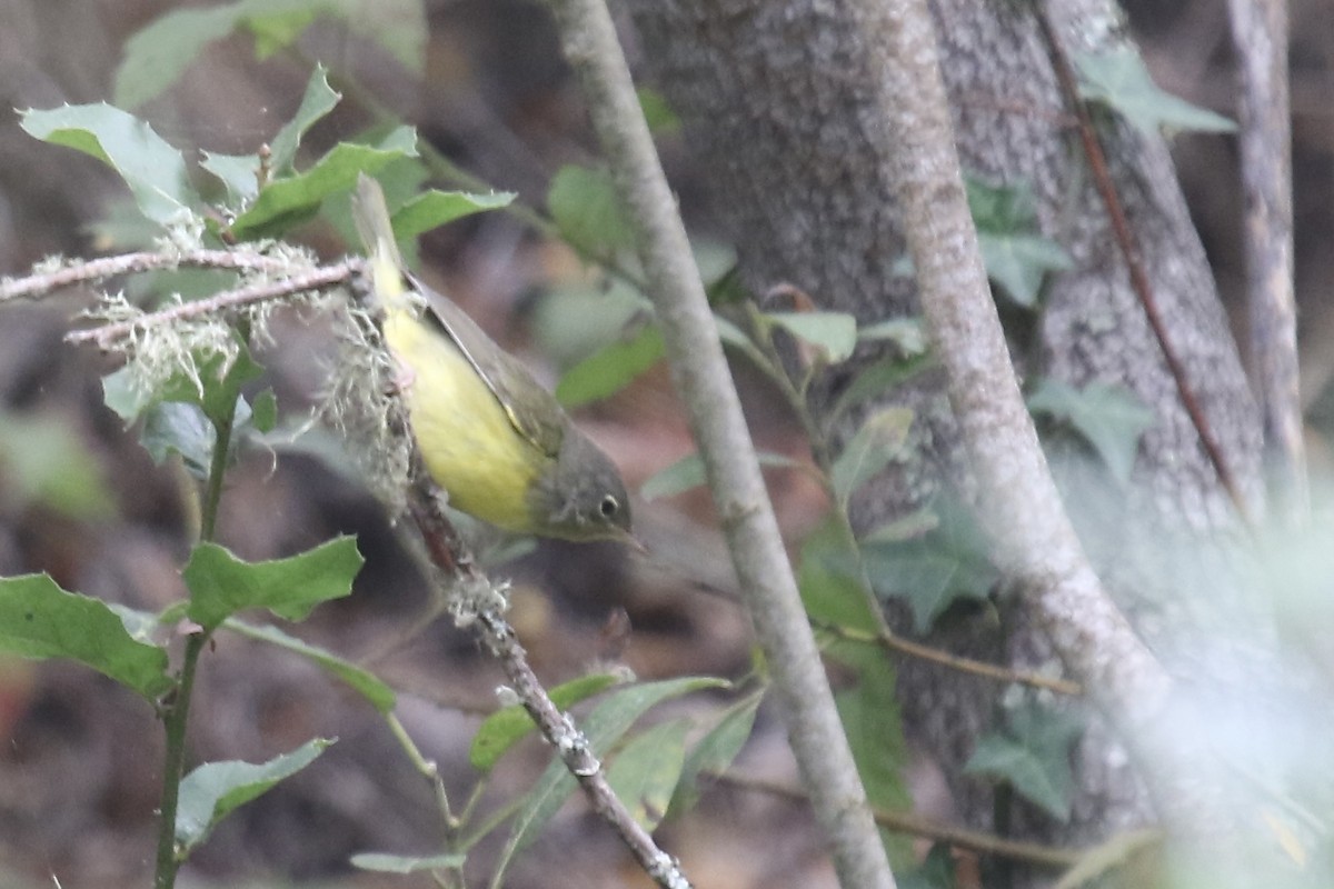 Mourning Warbler - ML641896037