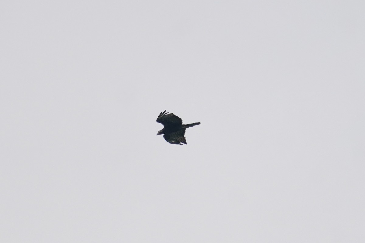 Oriental Honey-buzzard - ML641896043