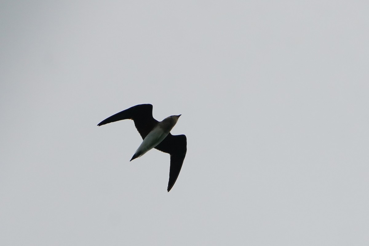 Oriental Pratincole - ML641896047