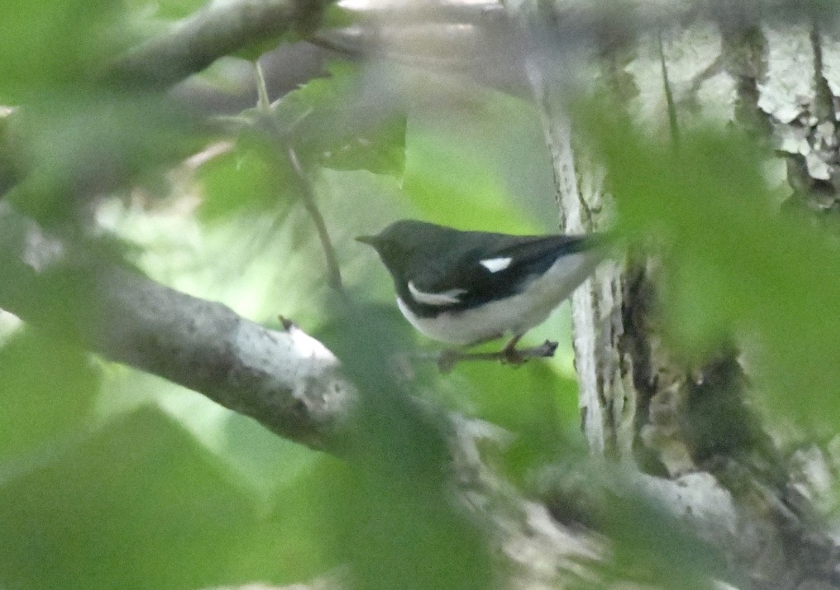 Black-throated Blue Warbler - ML641896071
