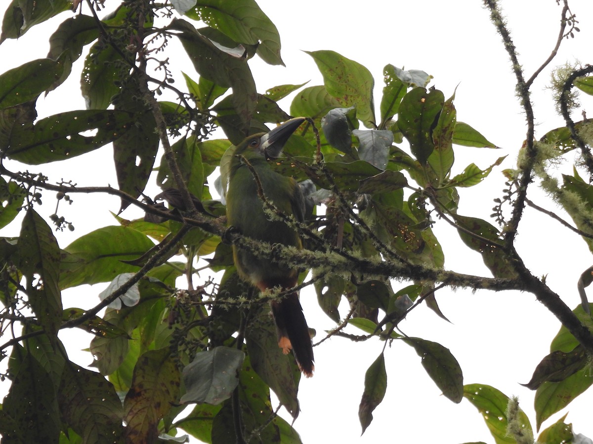 Southern Emerald-Toucanet - ML641896081