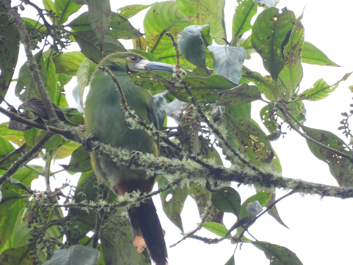 Southern Emerald-Toucanet - ML641896084