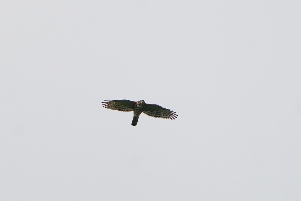 Crested Goshawk - ML641896086