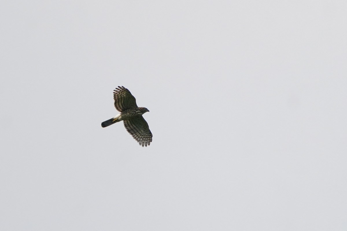 Crested Goshawk - ML641896087