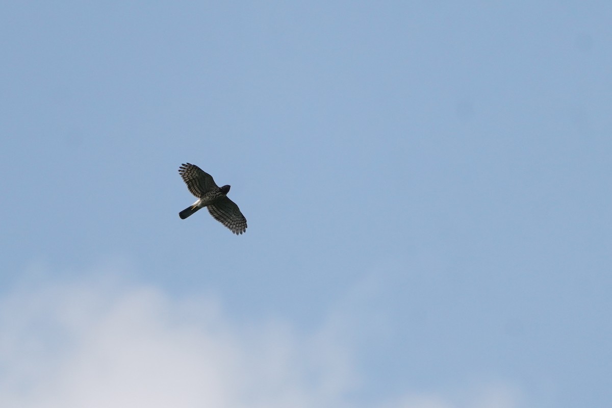 Crested Goshawk - ML641896088