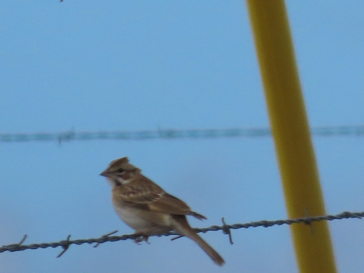 Lark Sparrow - ML641896089