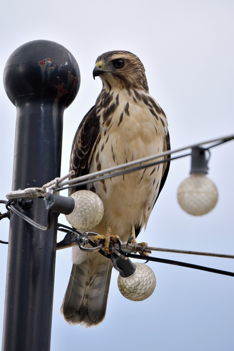 Broad-winged Hawk - ML641896093