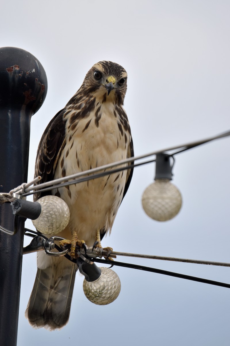Broad-winged Hawk - ML641896094