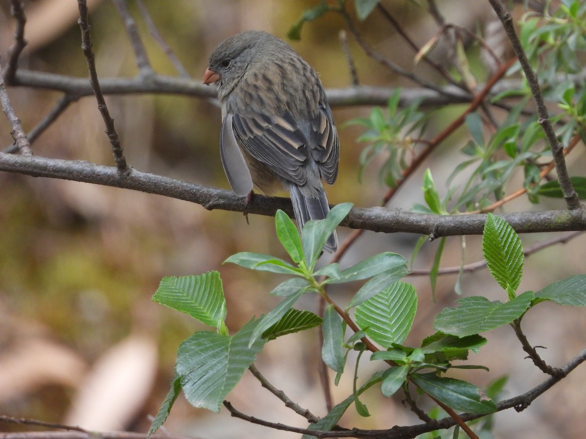Plain-colored Seedeater - ML641896106