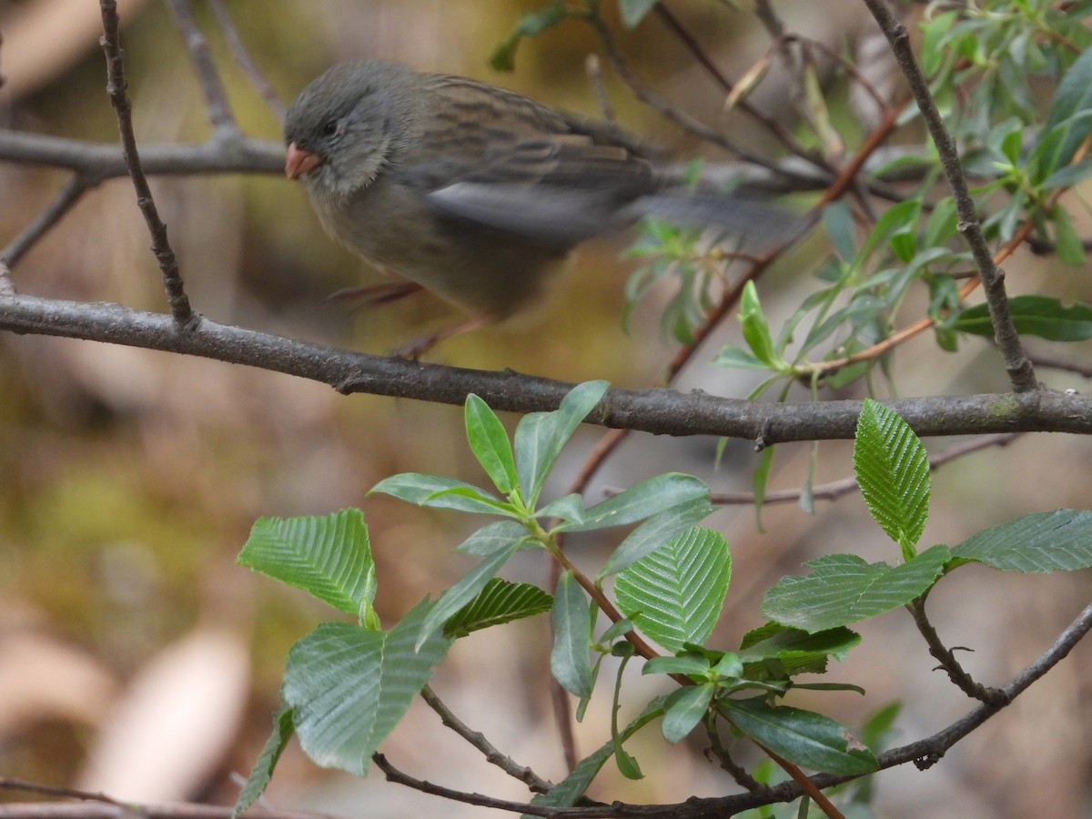 Plain-colored Seedeater - ML641896107