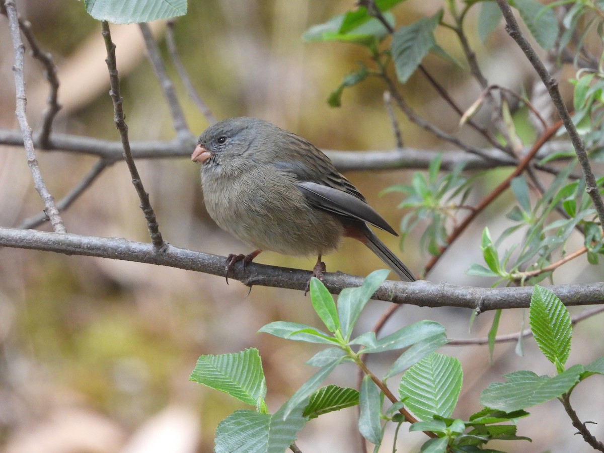 Plain-colored Seedeater - ML641896108