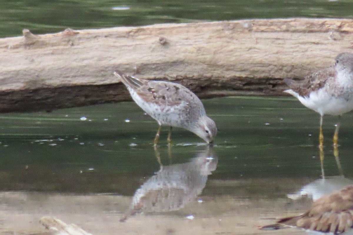 Stilt Sandpiper - ML641896116