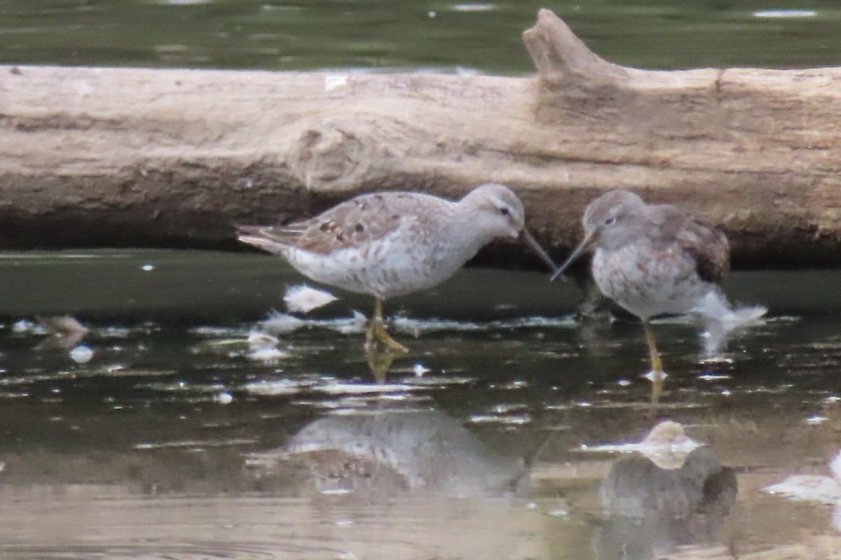 Stilt Sandpiper - ML641896117
